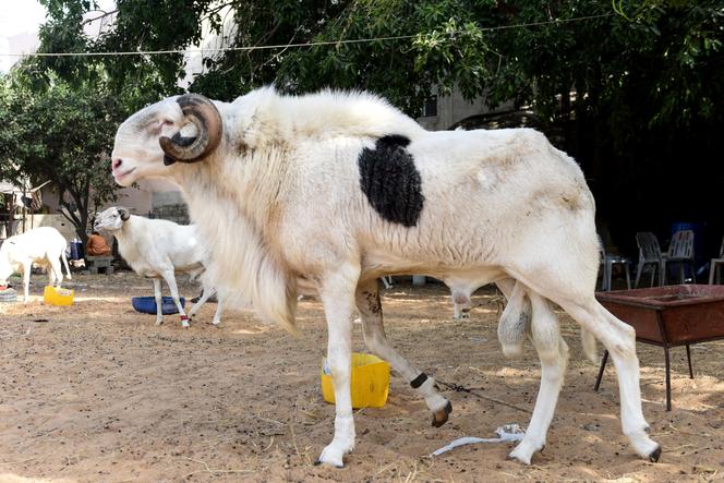 découvrez l'univers fascinant des moutons, ces animaux à la laine douce et au caractère paisible. apprenez-en plus sur leur élevage, leur rôle dans l'agriculture durable et les différentes races qui peuplent nos campagnes.